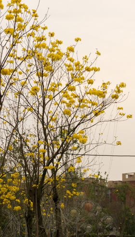 树枝上盛开的花