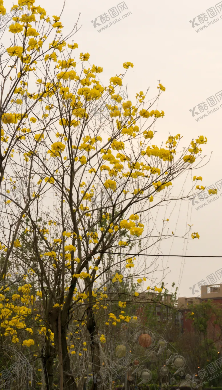 编号：83764806261110428891【酷图网】源文件下载-树枝上盛开的花
