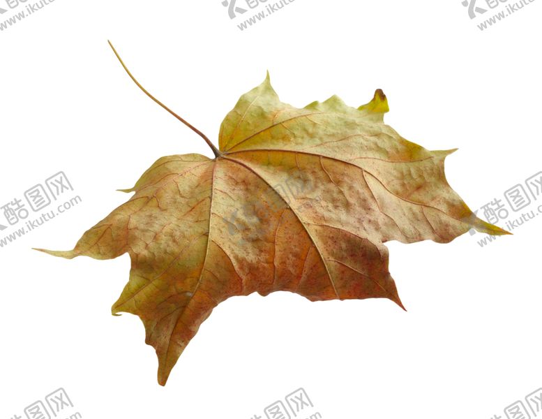 编号：86354909222146377597【酷图网】源文件下载-枫叶