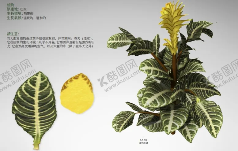 编号：53249010190112577399【酷图网】源文件下载-C4D模型 龟背竹