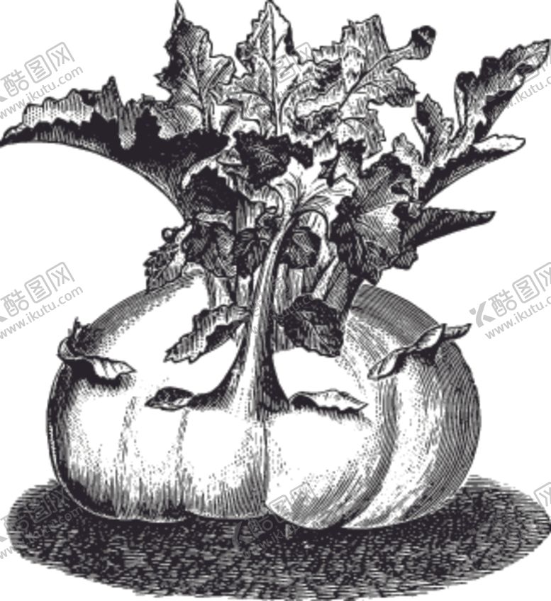 编号：79932310120241242134【酷图网】源文件下载-素描手绘蔬菜