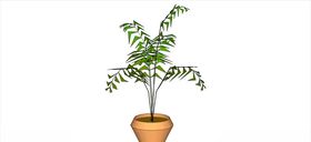 散尾葵植物模型