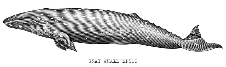 编号：24404712070334376961【酷图网】源文件下载-鲸鱼