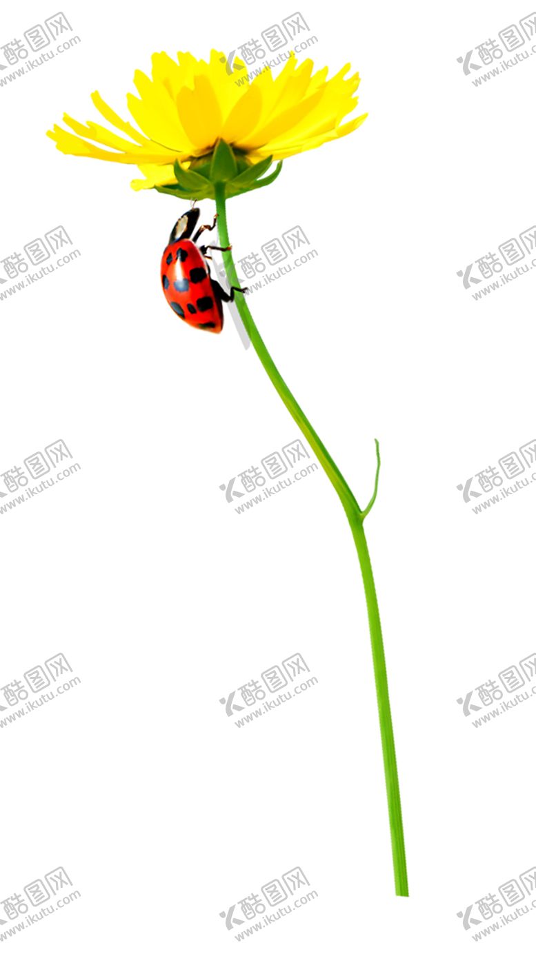 编号：42334110110609127878【酷图网】源文件下载-绿色植物