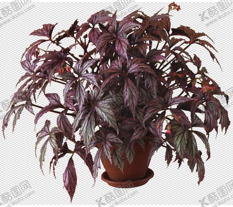 编号：44487704180545211769【酷图网】源文件下载-透明底植物