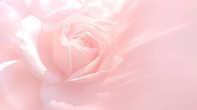 粉玫瑰背景