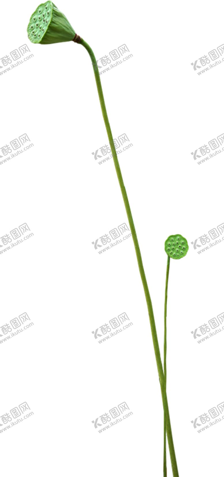 编号：69364510231906351017【酷图网】源文件下载-植物