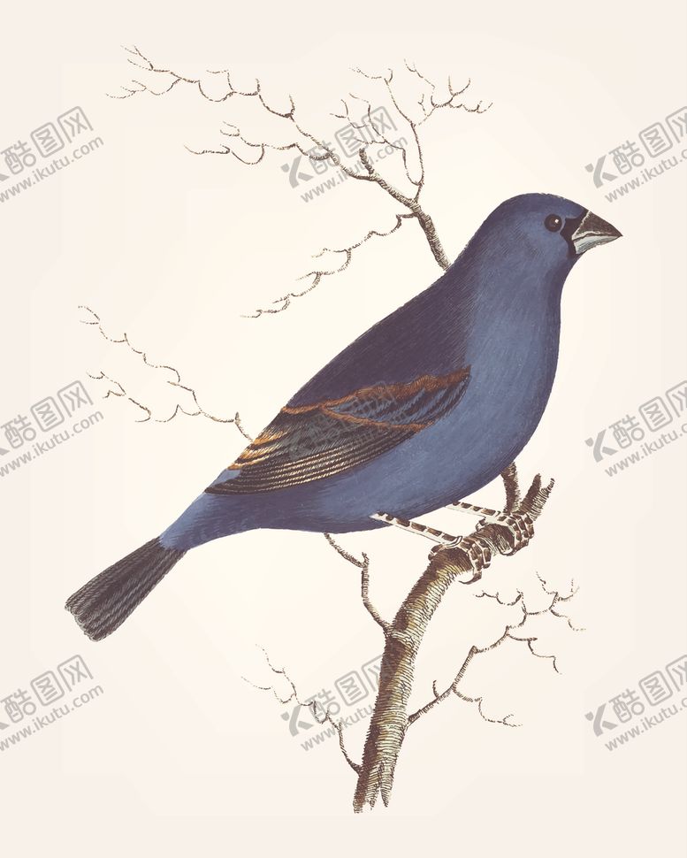 编号：53159910050922099422【酷图网】源文件下载-鸟类插画