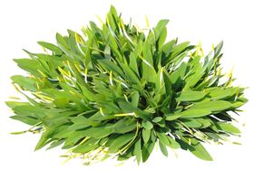 免扣扁平风花卉植物元素素材