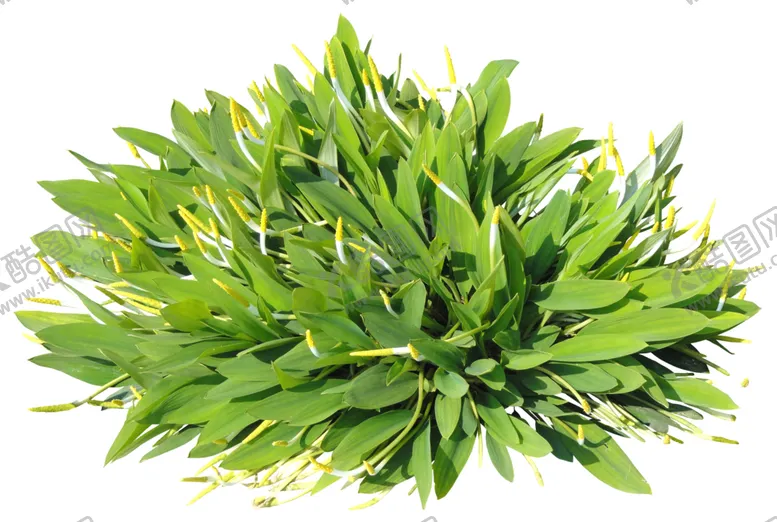 编号：24556007010612098497【酷图网】源文件下载-免扣植物花卉