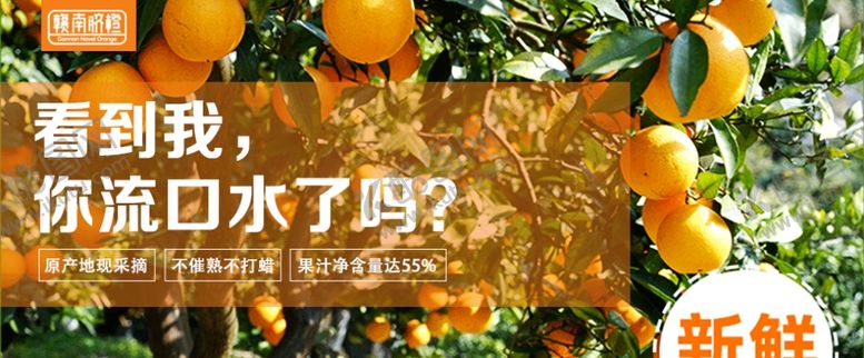 编号：87230509202240261846【酷图网】源文件下载-赣南脐橙banner