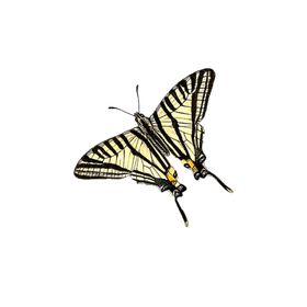 蝴蝶透明PNG免扣