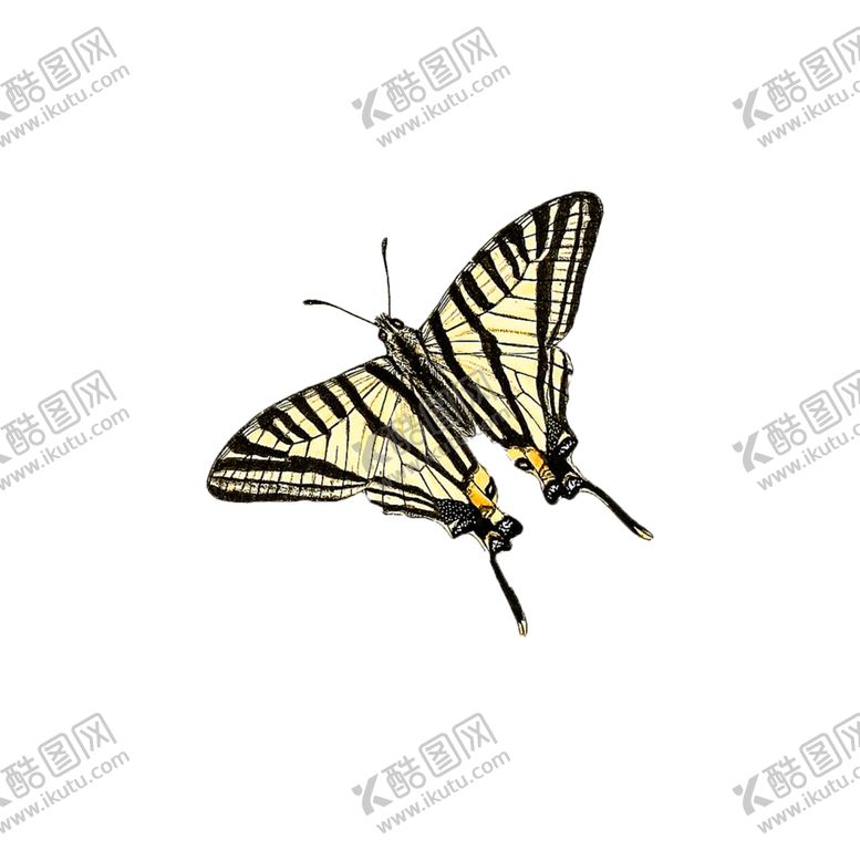 编号：91042609101345219170【酷图网】源文件下载-蝴蝶透明PNG免扣