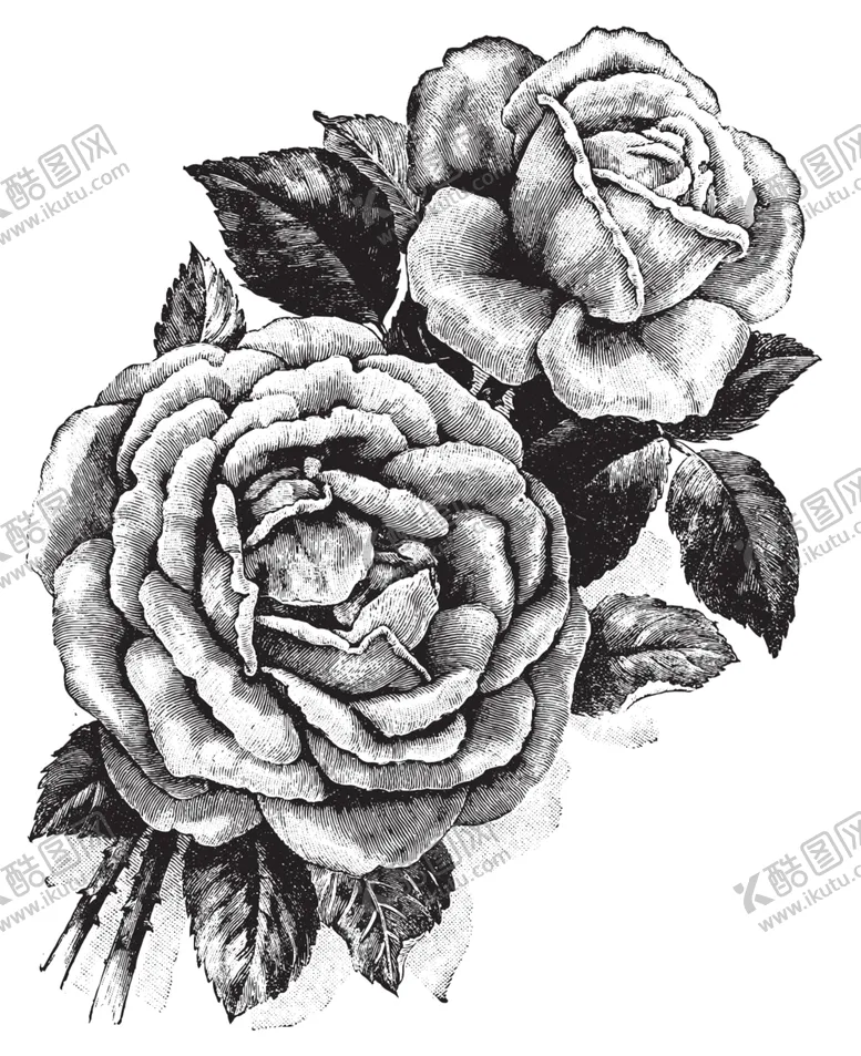 编号：32329906291058177014【酷图网】源文件下载-素描绘画植物花朵