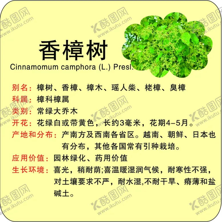 编号：78015202162340484613【酷图网】源文件下载-植物花草苗木牌香樟树