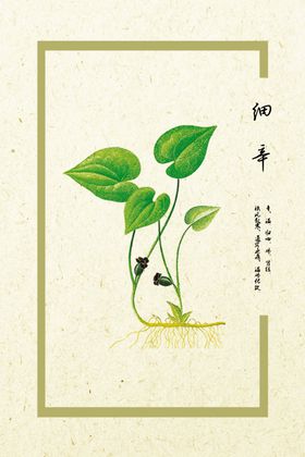细辛