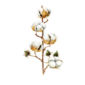 棉花素材