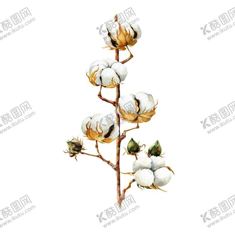 编号：79972005050445464668【酷图网】源文件下载-棉花素材