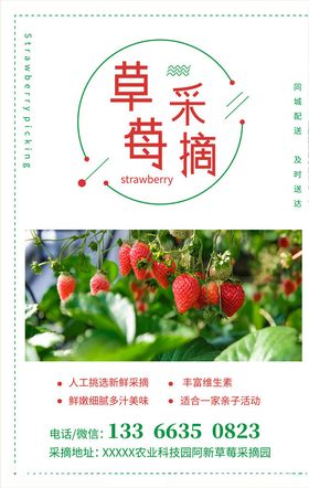 草莓采摘