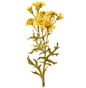 菊花装饰
