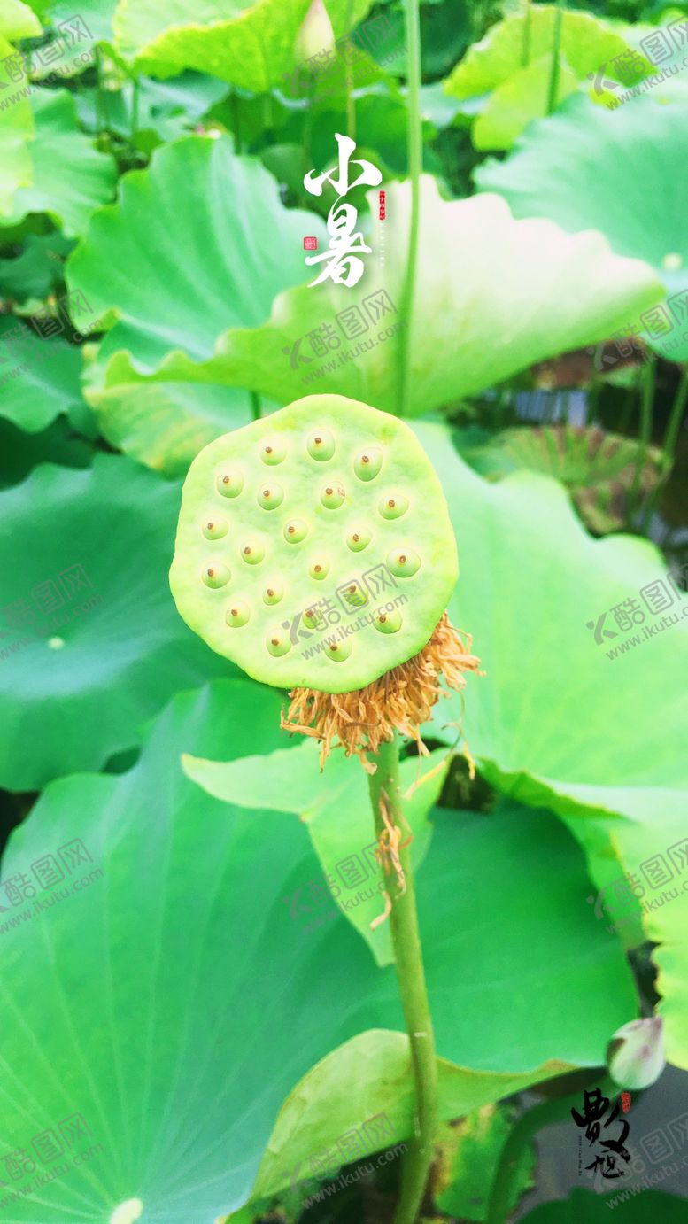 编号：20584010091804038720【酷图网】源文件下载-小暑荷花莲子海报