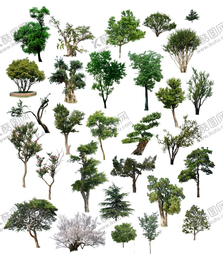 编号：20593909240319439102【酷图网】源文件下载-乔木类素材