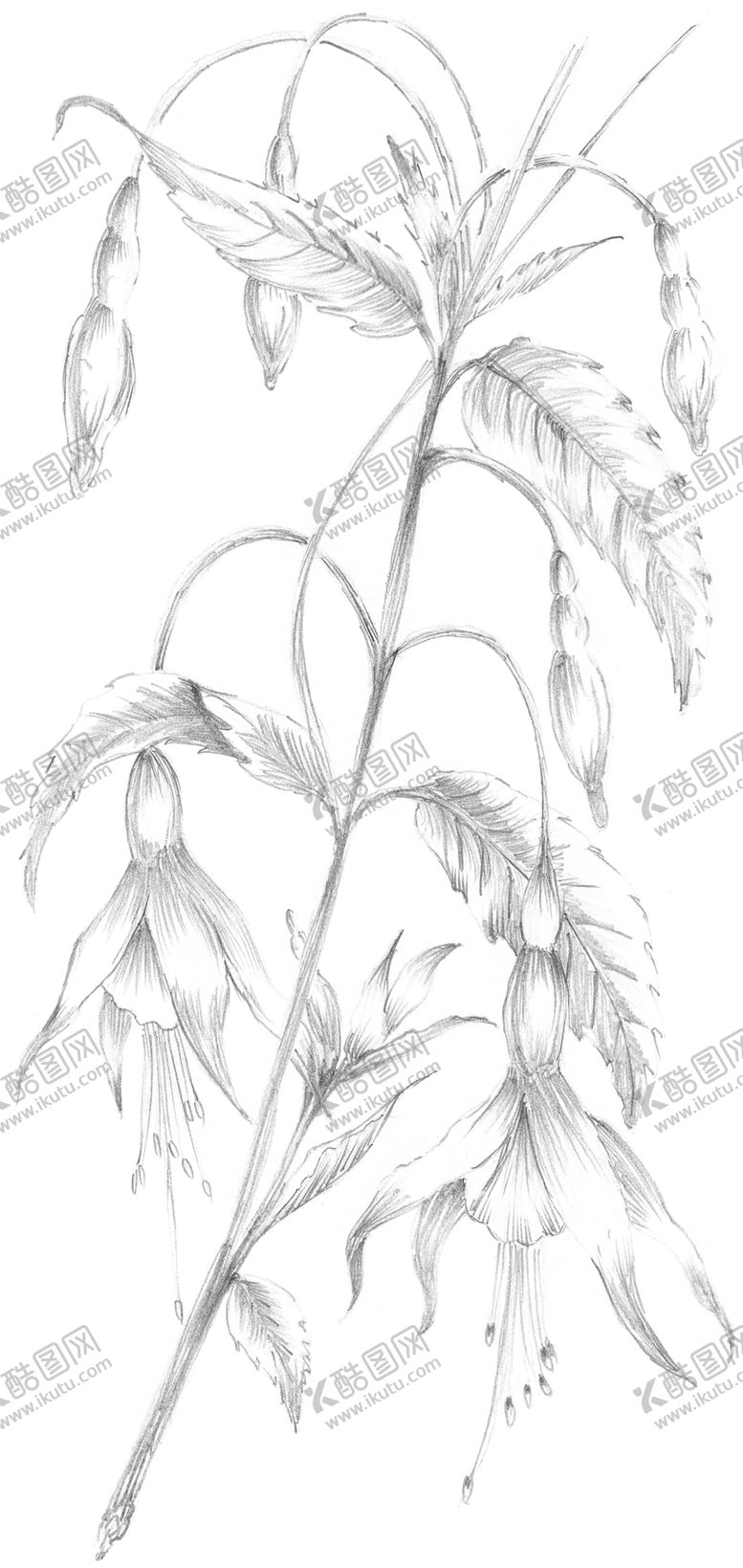 编号：39012209281614346248【酷图网】源文件下载-鲜花素材