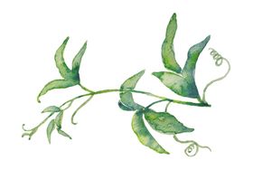 水彩植物