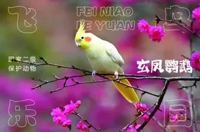 凤头鹦鹉