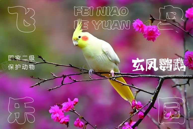 编号：13808501200650074862【酷图网】源文件下载-玄凤鹦鹉