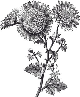 线描植物