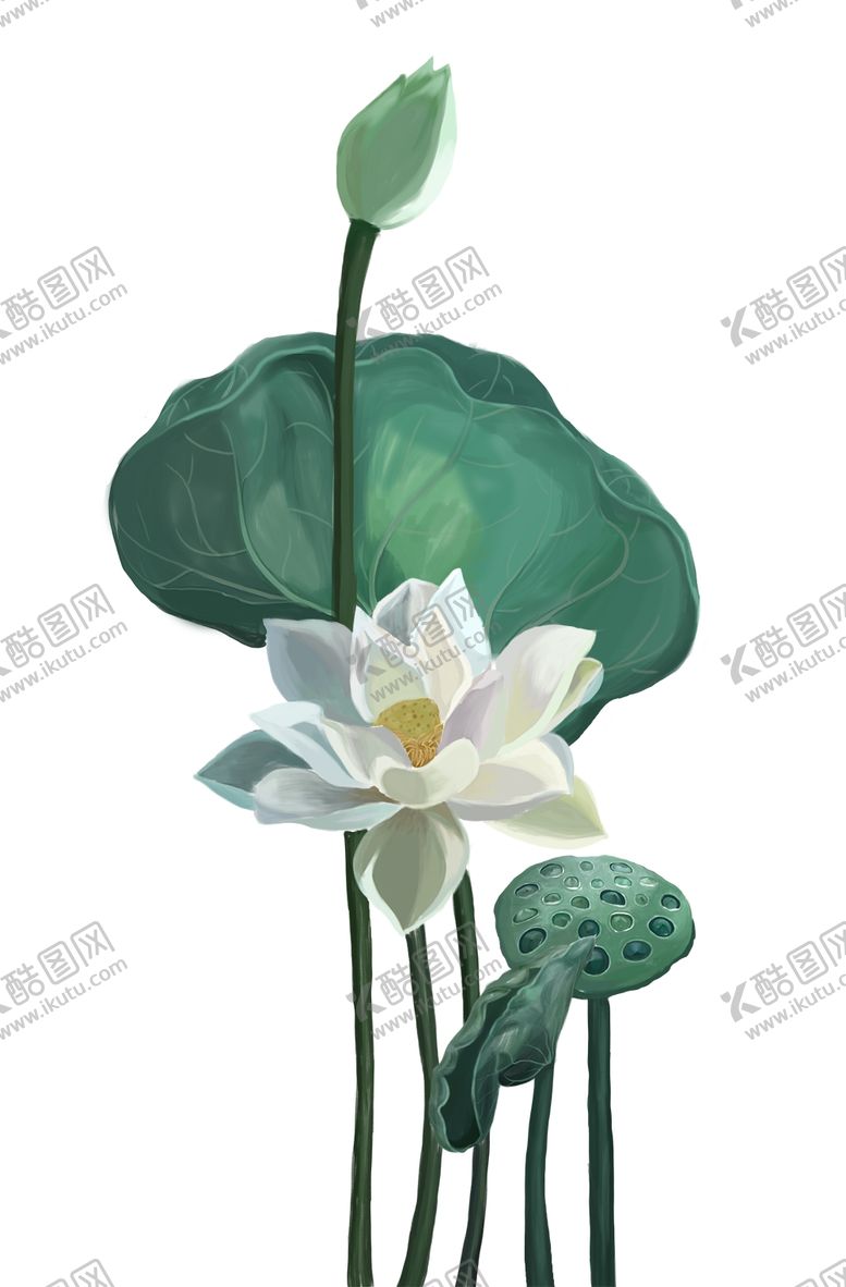 编号：76472506280111303620【酷图网】源文件下载-荷花图片