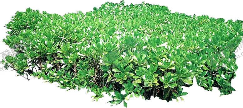 编号：74539606302040081023【酷图网】源文件下载-绿色植物
