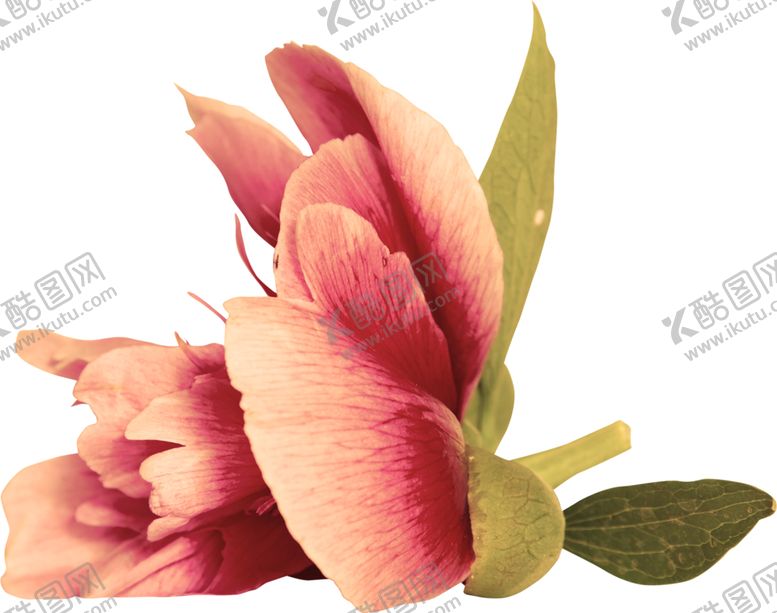编号：80227710181915068920【酷图网】源文件下载-水彩绘画植物花朵