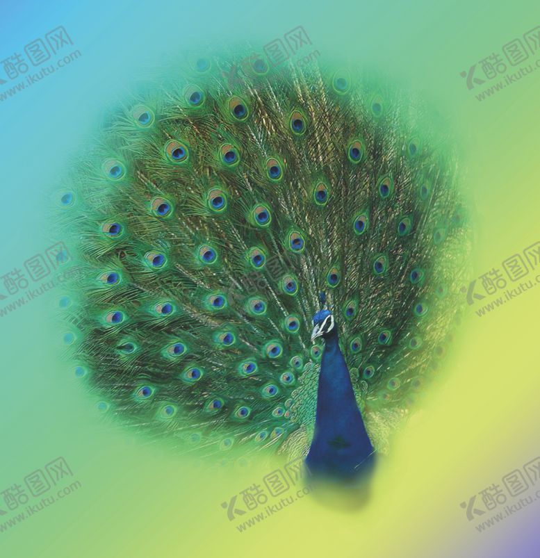 编号：99023005121227029621【酷图网】源文件下载-孔雀