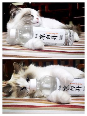 今麦郎凉白开“喝熟水萌萌照”