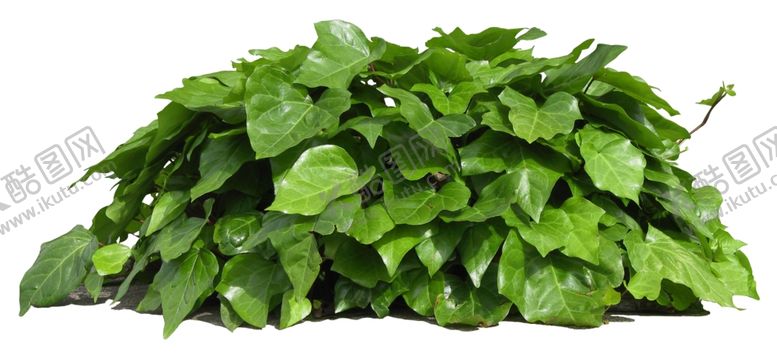 编号：17462009190027564294【酷图网】源文件下载-免扣植物素材图片