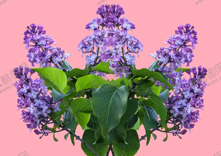 编号：04953109171449434628【酷图网】源文件下载-丁香花