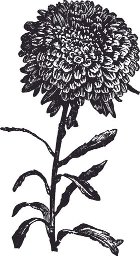 线描植物