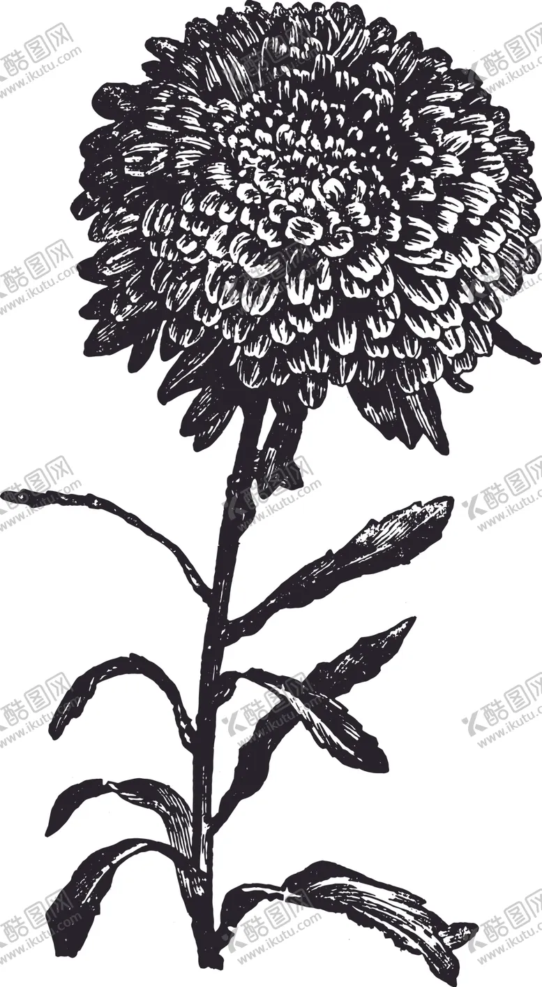 编号：52738906280707337240【酷图网】源文件下载-线描植物