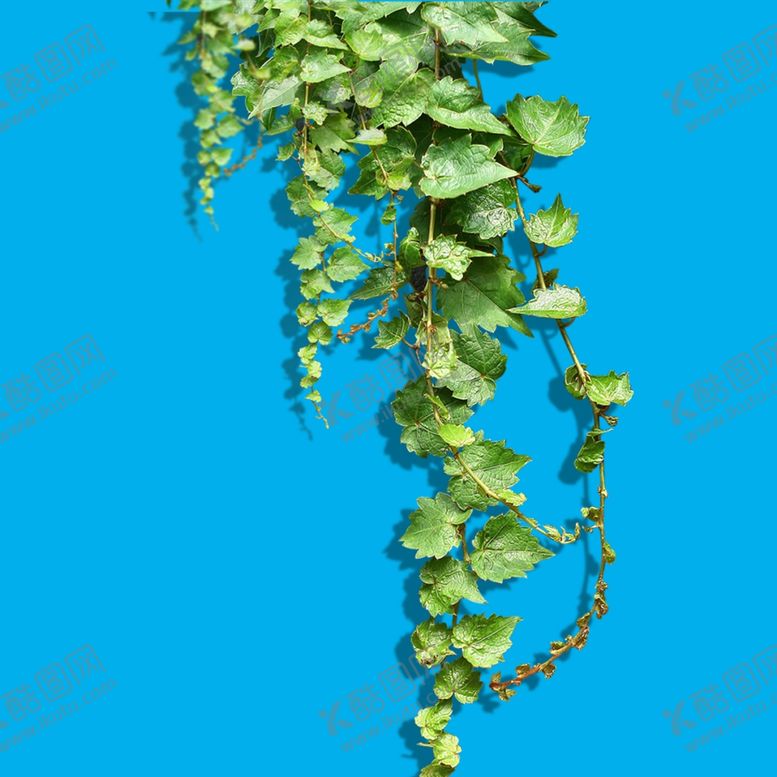 编号：25430409140329107719【酷图网】源文件下载-绿色蔓藤植物