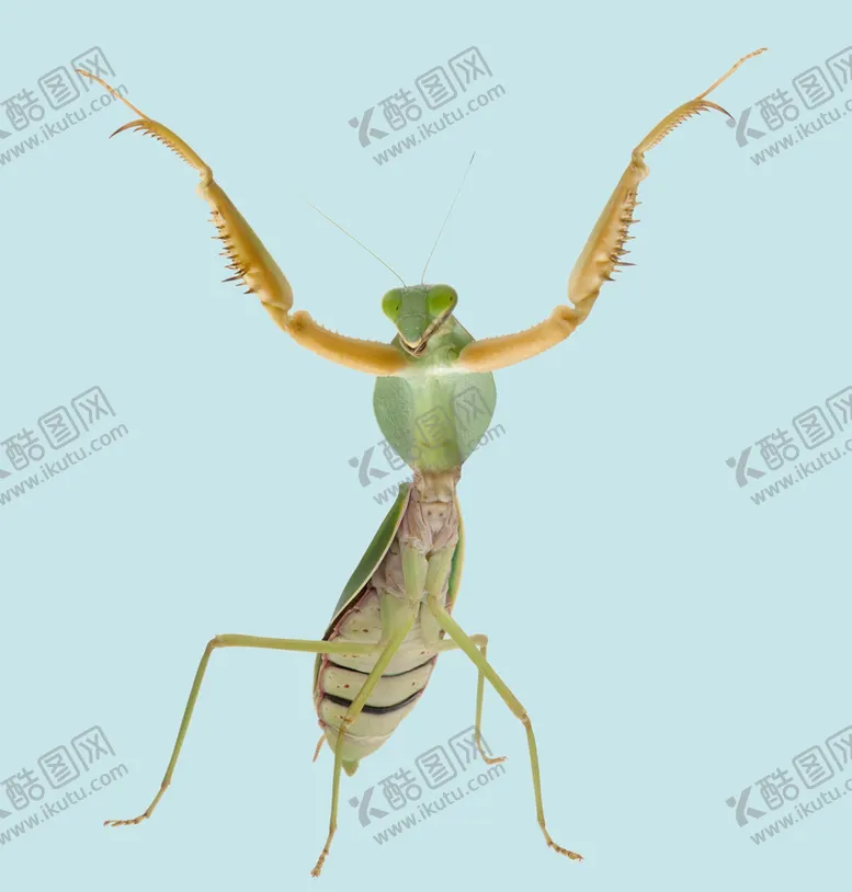 编号：34150610052112589417【酷图网】源文件下载-螳螂