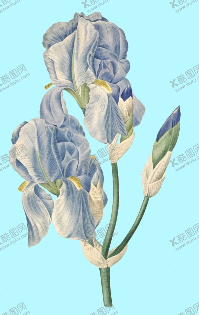 编号：68351007121258573393【酷图网】源文件下载-手绘花