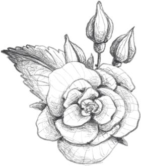 玫瑰花素描绘画