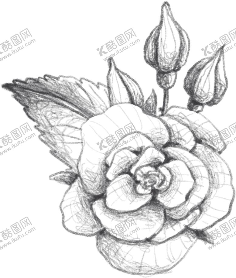 编号：44203909181935213635【酷图网】源文件下载-玫瑰花素描绘画