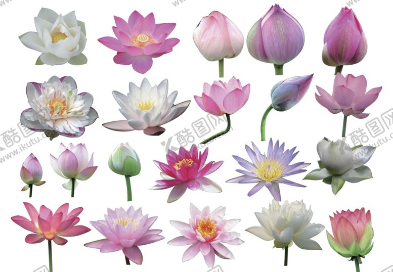 编号：57634509161420382988【酷图网】源文件下载-荷花