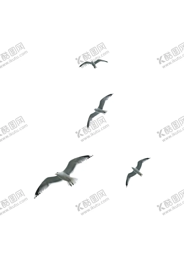 编号：51120906272224355623【酷图网】源文件下载-海鸥免抠图