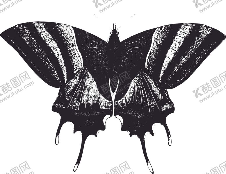 编号：43426809191652304475【酷图网】源文件下载-自然昆虫蝴蝶标本插画