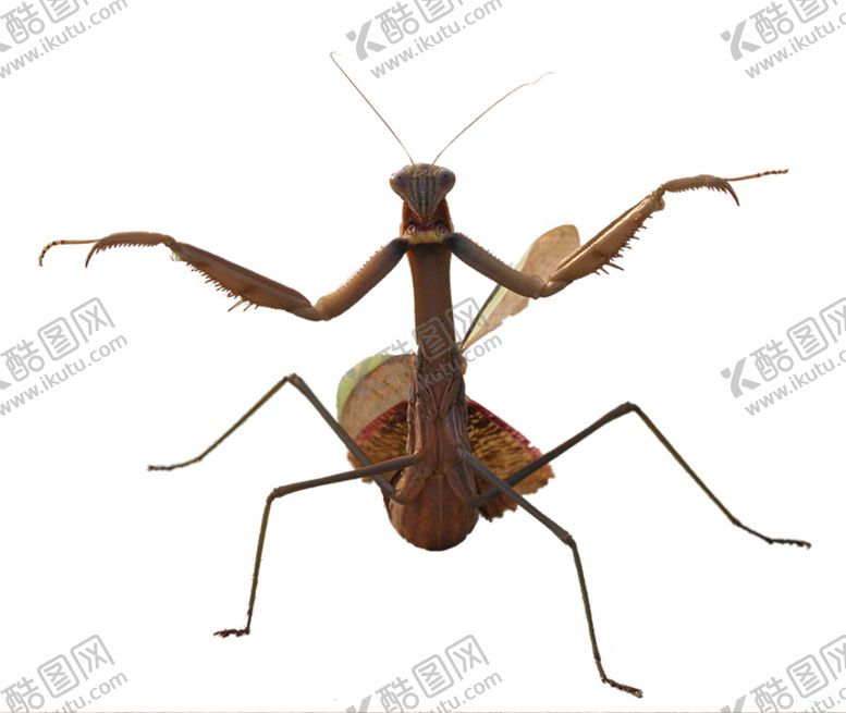编号：62612810031422128196【酷图网】源文件下载-螳螂