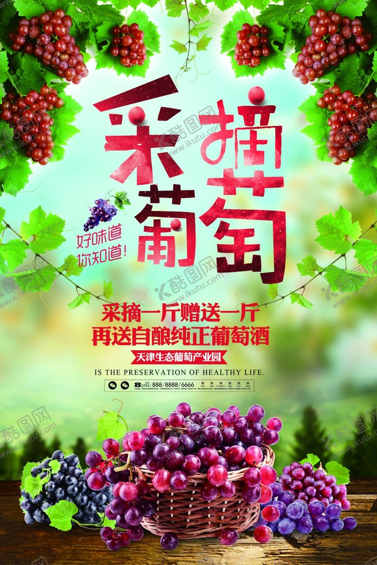 编号：81855407031409509648【酷图网】源文件下载-葡萄采摘